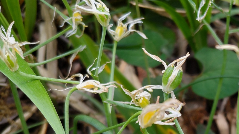 ハナニラの果実 横浜市旭区南希望が丘南希の森緑地