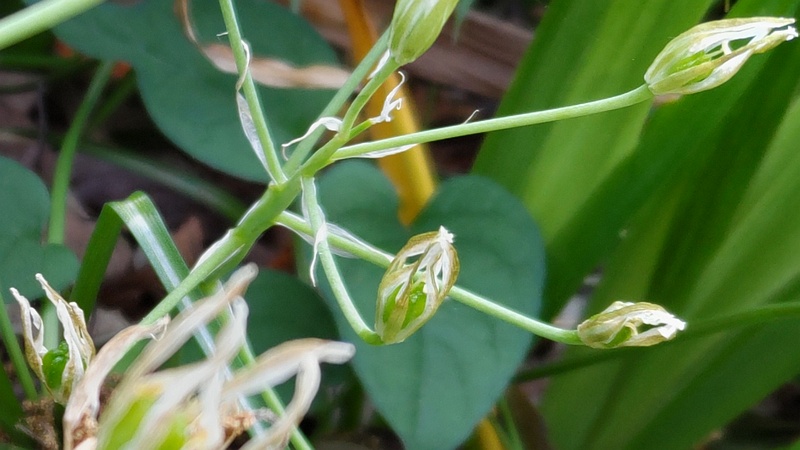 ハナニラの果実 横浜市旭区南希望が丘南希の森緑地