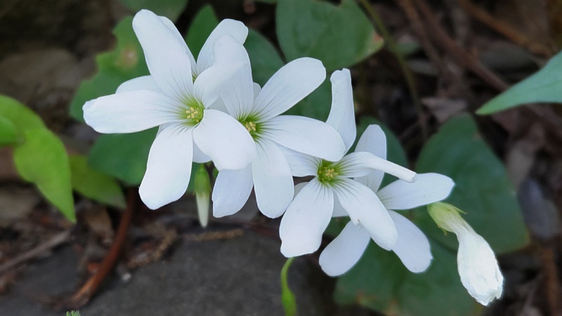 サンカクカタバミの花 横浜市旭区南希望が丘南希の森緑地