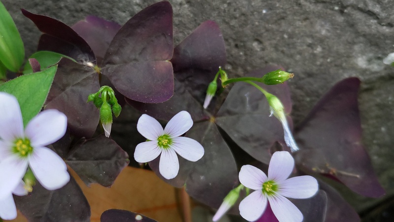 サンカクカタバミの花と蕾と果実 横浜市旭区南希望が丘南希の森緑地