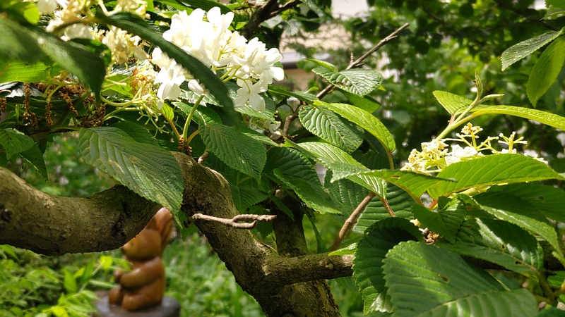 オオデマリの花 横浜市旭区南希望が丘南希の森緑地