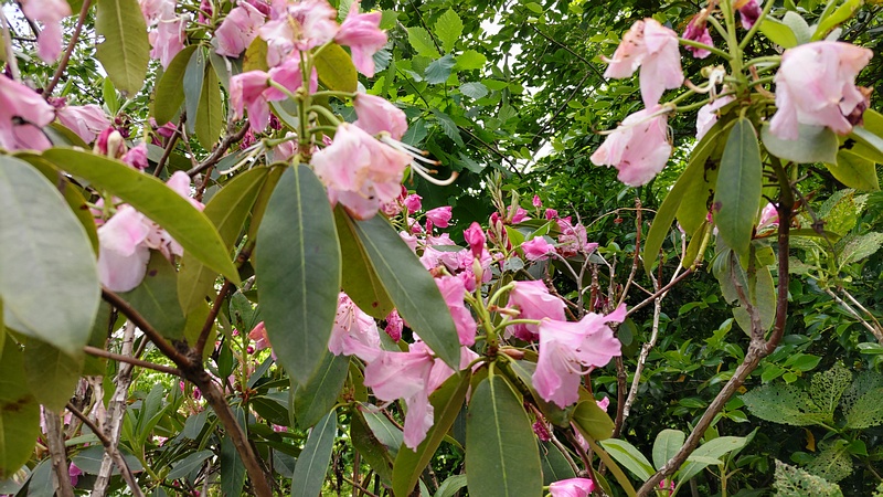 シャクナゲの花 横浜市旭区南希望が丘南希の森緑地