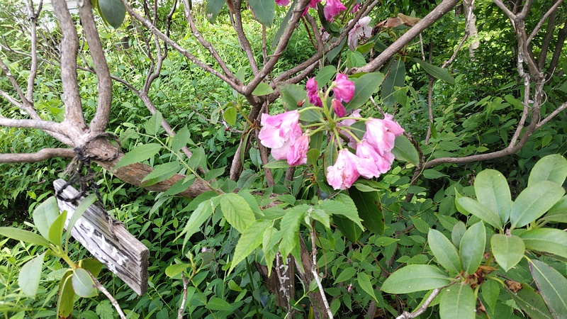 シャクナゲの名札 横浜市旭区南希望が丘南希の森緑地