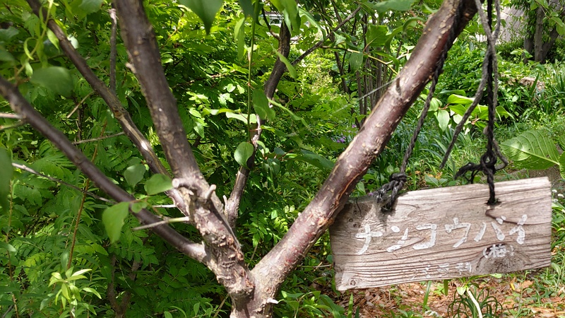 ナンコウバイ 横浜市旭区南希望が丘南希の森緑地