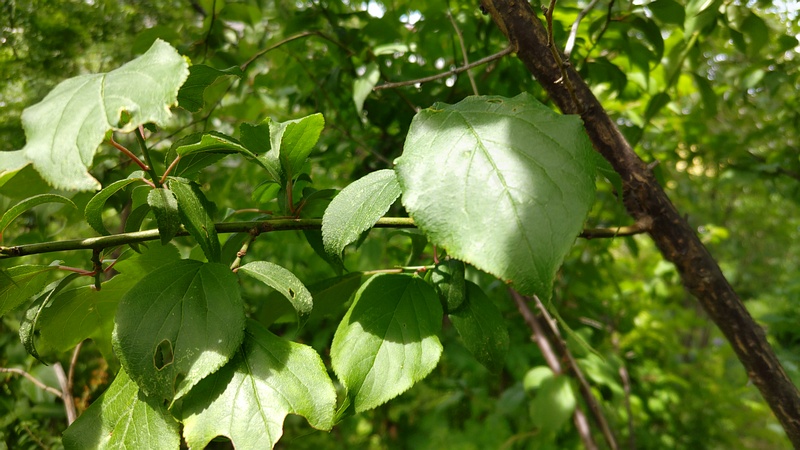 ナンコウバイ 横浜市旭区南希望が丘南希の森緑地