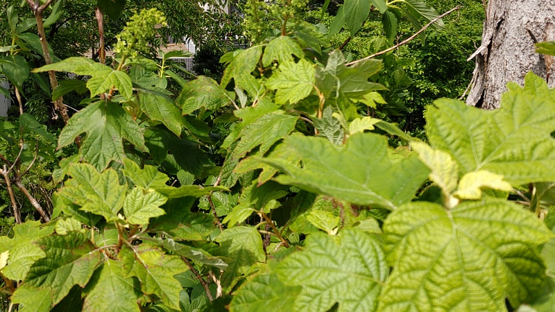 カシワバアジサイの蕾 横浜市旭区南希望が丘南希の森緑地