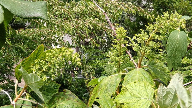 カシワバアジサイの蕾 横浜市旭区南希望が丘南希の森緑地