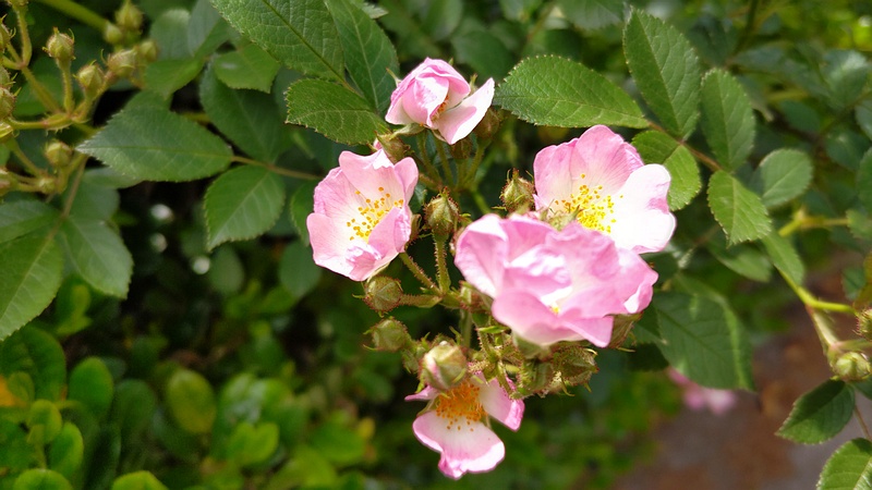 イヌバラの花 横浜市旭区希望が丘ふれあいの森公園