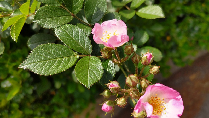イヌバラの花 横浜市旭区希望が丘ふれあいの森公園