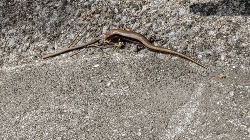 ニホントカゲ 横浜市旭区希望が丘ふれあいの森公園