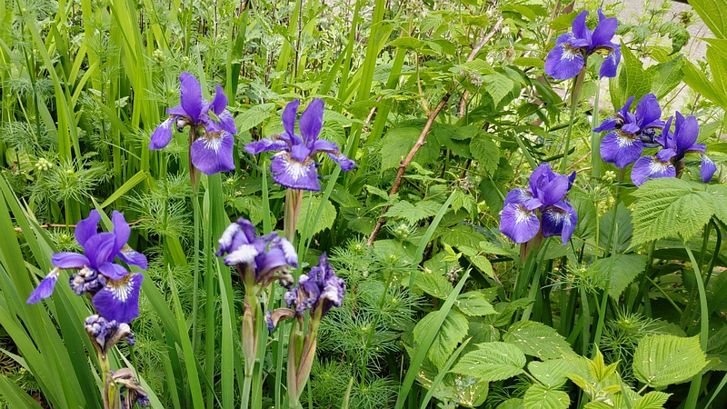 アヤメの花 横浜市旭区希望が丘水の森公園