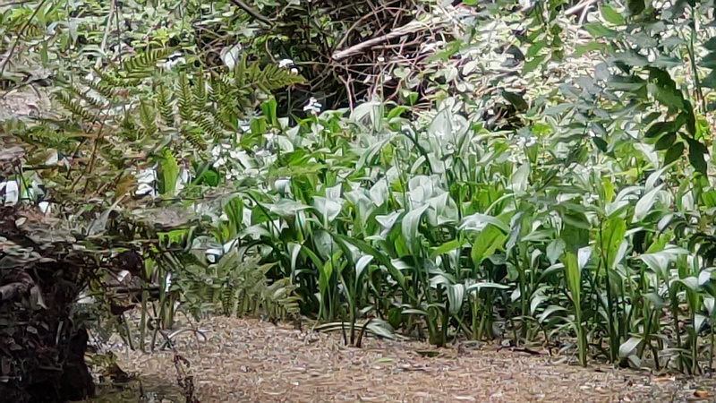 ヘラオモダカの花 横浜市旭区希望が丘水の森公園