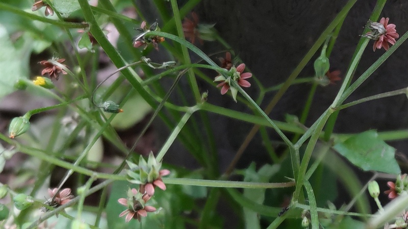 ヤブタビラコの果実 横浜市旭区希望が丘水の森公園