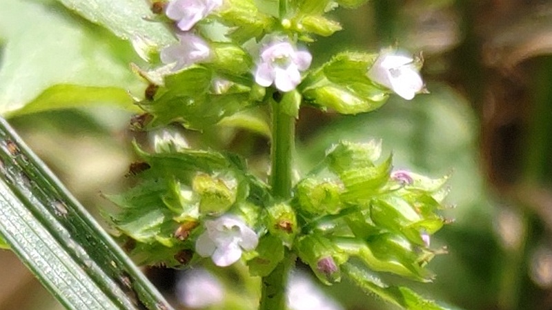 トウバナの花 横浜市旭区希望が丘水の森公園