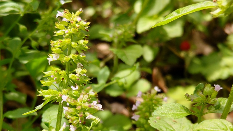 トウバナの花 横浜市旭区希望が丘水の森公園