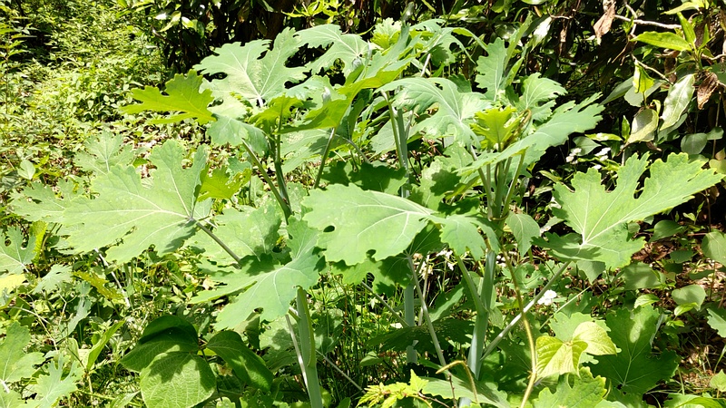 タケニグサ 横浜市旭区希望が丘水の森公園