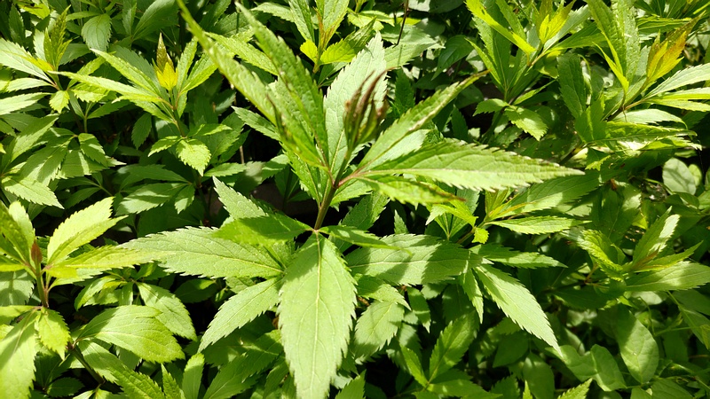 フジバカマ 横浜市旭区希望が丘水の森公園