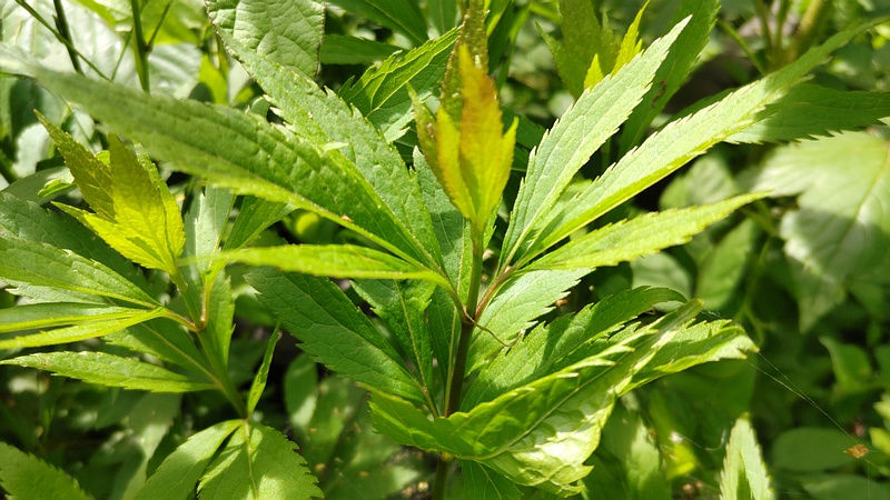 フジバカマ 横浜市旭区希望が丘水の森公園