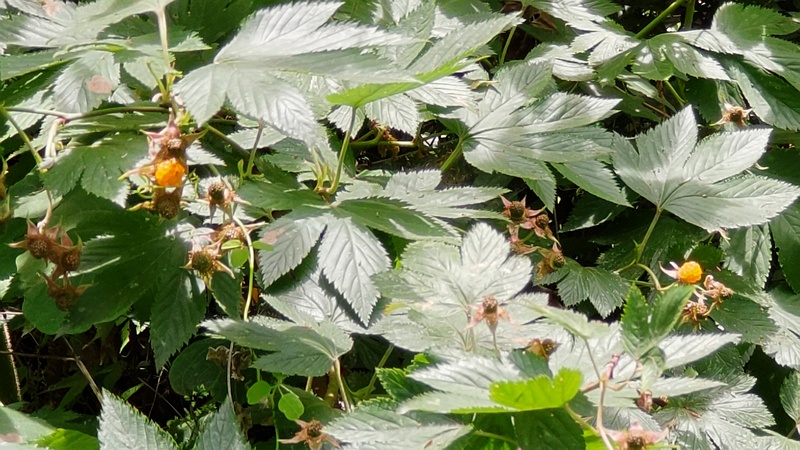 カジイチゴの果実 横浜市旭区希望が丘水の森公園