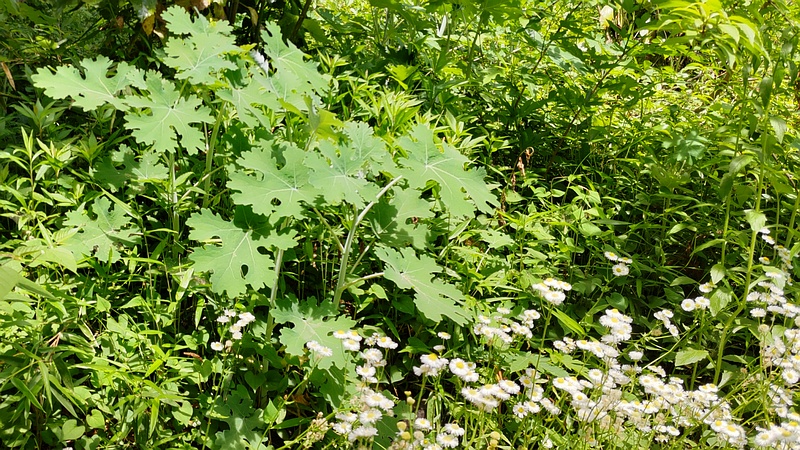 タケニグサとハルジオン 横浜市旭区希望が丘水の森公園