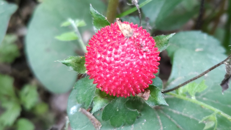 ヤブヘビイチゴの果実 横浜市旭区希望が丘水の森公園