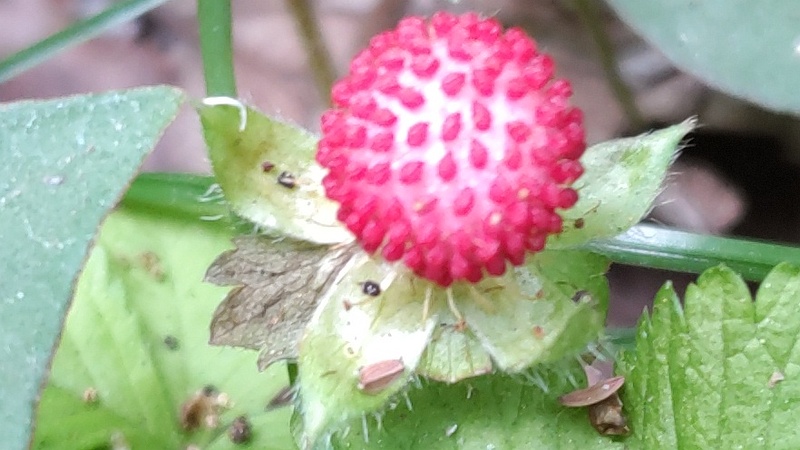 ヘビイチゴの果実 横浜市旭区希望が丘水の森公園