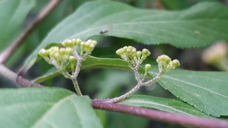 ムラサキシキブの蕾 横浜市旭区希望が丘水の森公園