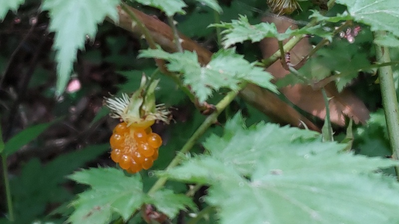 カジイチゴの果実 横浜市旭区希望が丘ふれあいの森公園