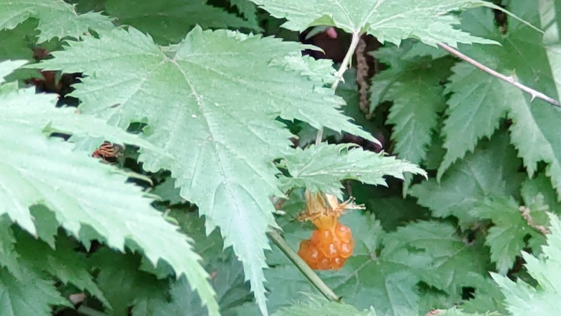 カジイチゴの果実 横浜市旭区希望が丘ふれあいの森公園