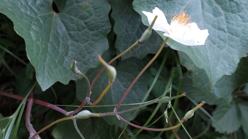 シラユキゲシの花と果実 横浜市旭区希望が丘水の森公園