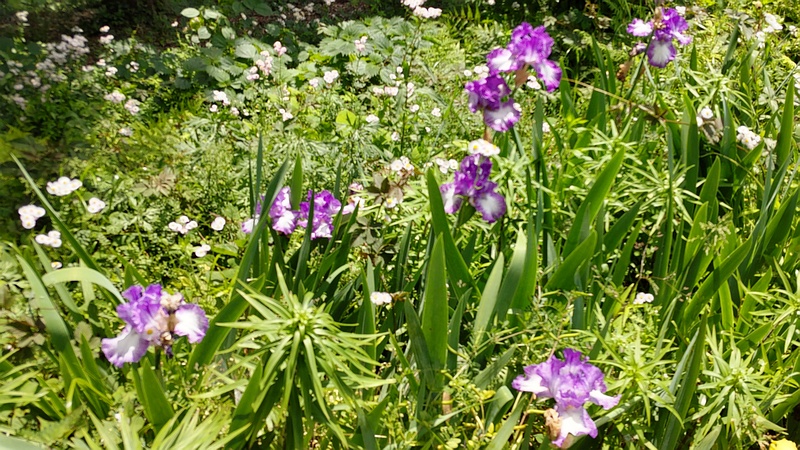 アヤメの花 横浜市旭区希望が丘水の森公園