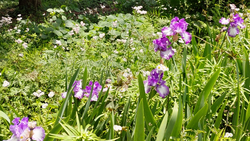 アヤメの花 横浜市旭区希望が丘水の森公園