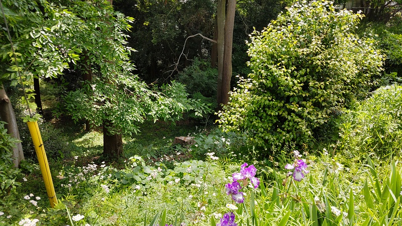 アヤメの花 横浜市旭区希望が丘水の森公園