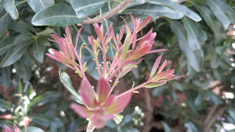 キョウチクトウの新芽 横浜市旭区希望が丘水の森公園