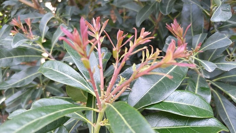 キョウチクトウの新芽 横浜市旭区希望が丘水の森公園