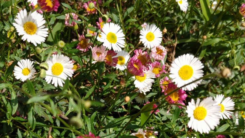 ペラペラヨメナの花 横浜市旭区希望が丘ふれあいの森公園