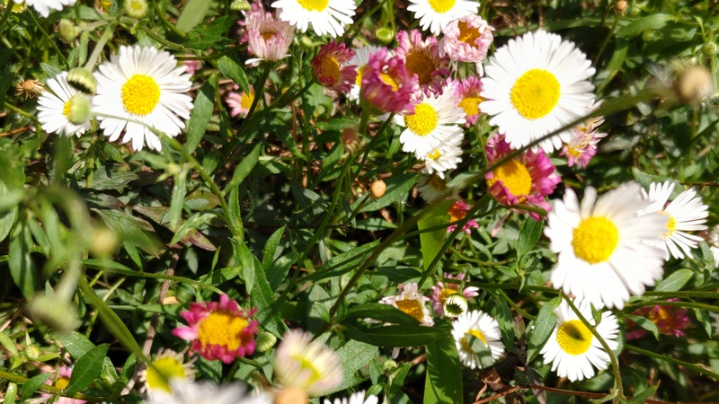 ペラペラヨメナの花 横浜市旭区希望が丘ふれあいの森公園