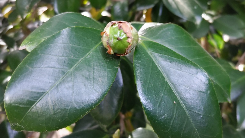 ツバキの果実 横浜市旭区希望が丘ふれあいの森公園