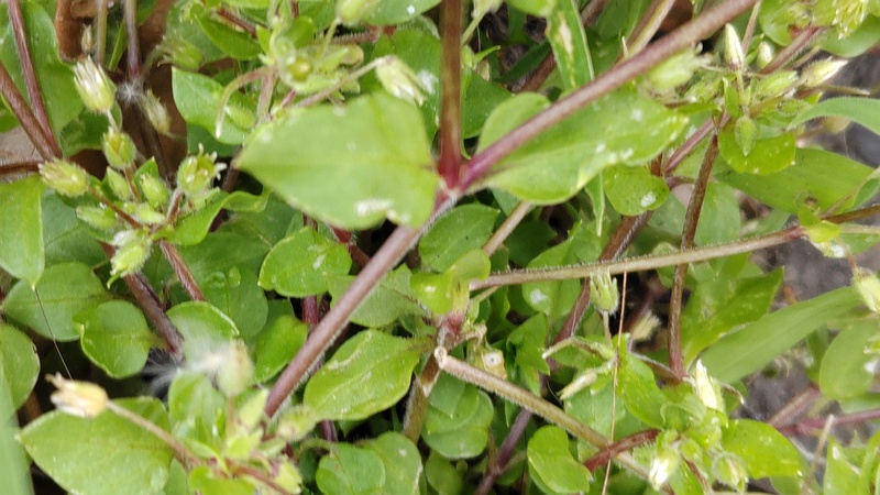 ハコベ 横浜市旭区中希望が丘