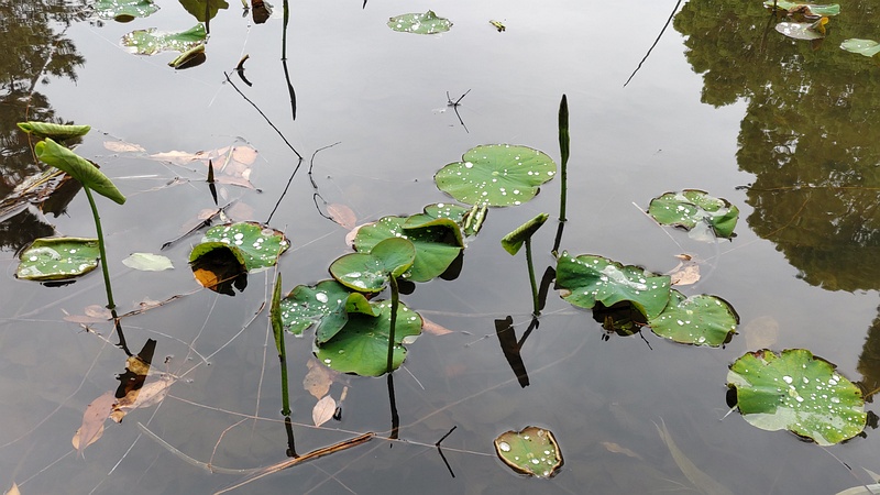 ハスの新芽 東京都大田区平和の森公園