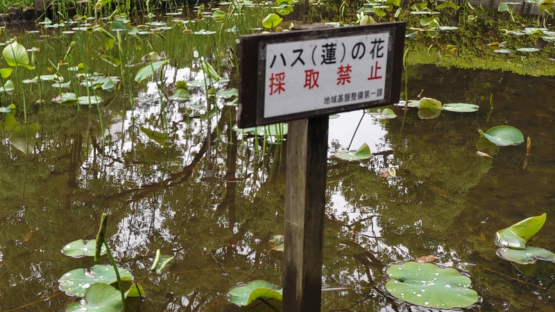 ハスの花採取禁止の掲示 東京都大田区平和の森公園