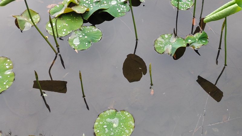 ハスの新芽 東京都大田区平和の森公園