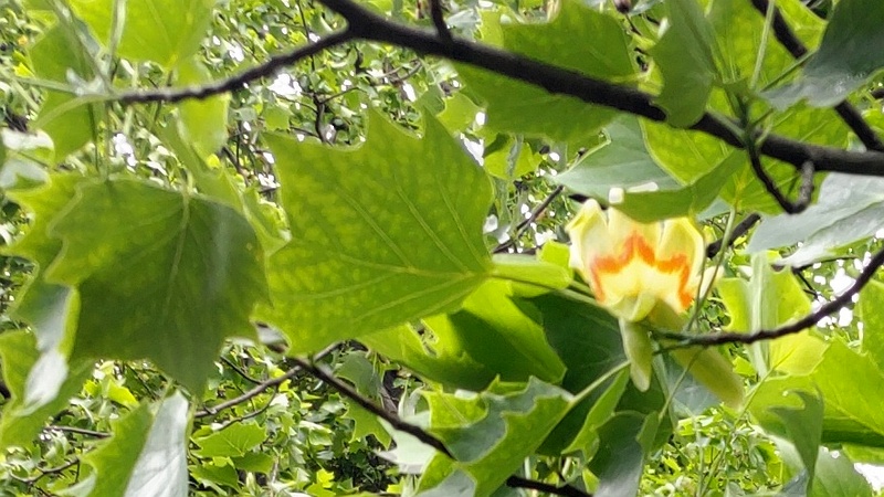 ユリノキの花 東京都大田区平和の森公園