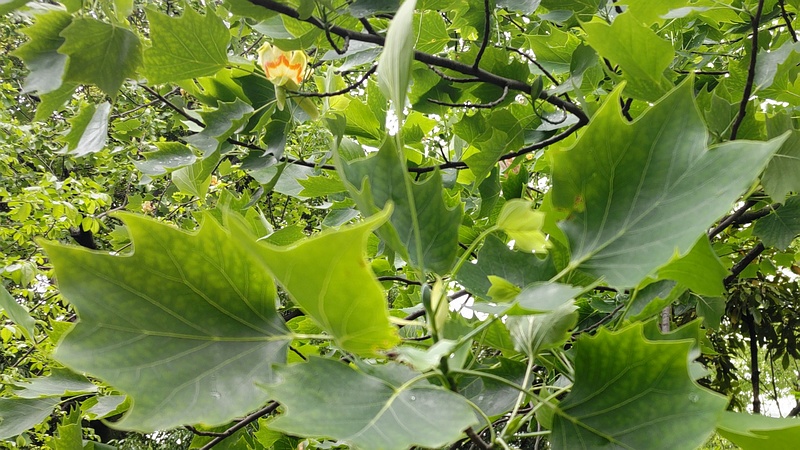 ユリノキの花と蕾 東京都大田区平和の森公園