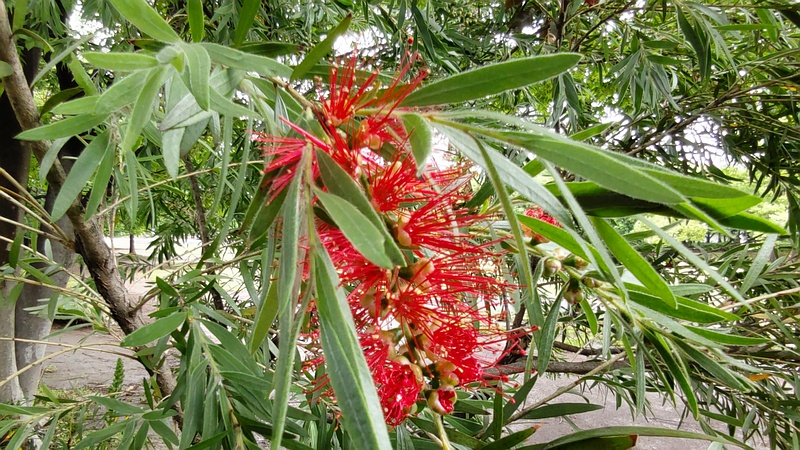 ブラシノキの花 東京都大田区平和の森公園