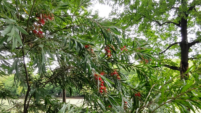 ブラシノキの花 東京都大田区平和の森公園