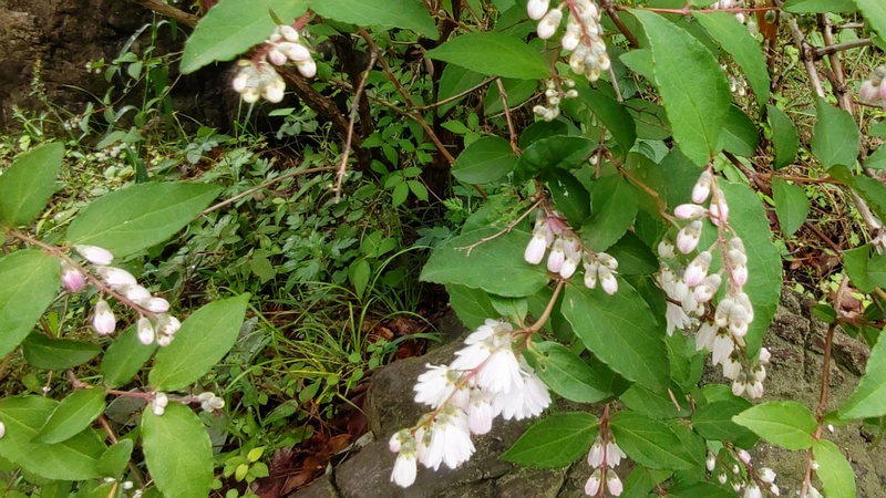 サラサウツギの花 東京都大田区平和島公園