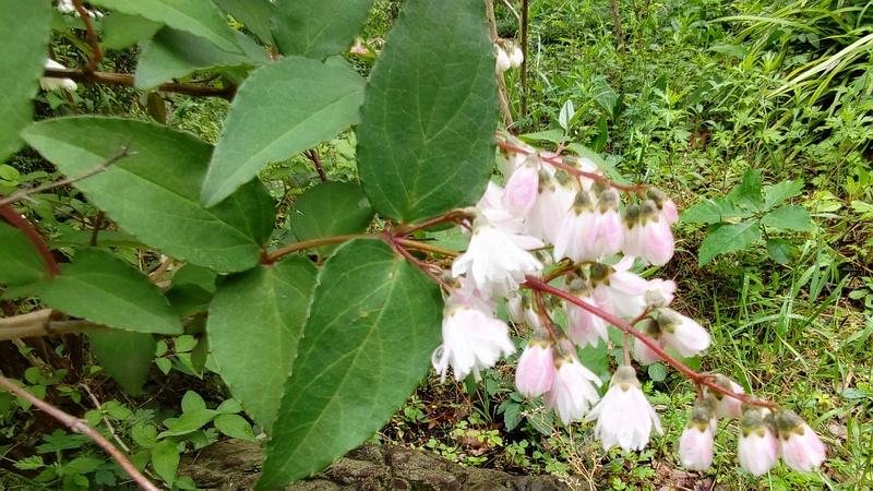 サラサウツギの花 東京都大田区平和島公園