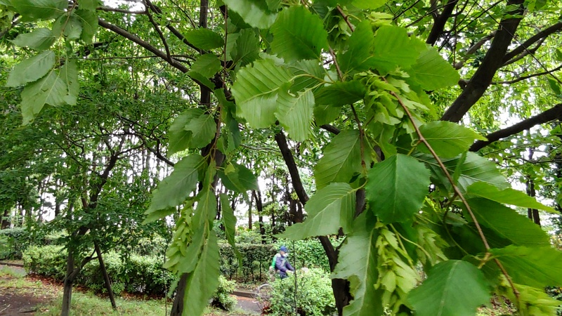 アカシデ 東京都大田区平和島公園