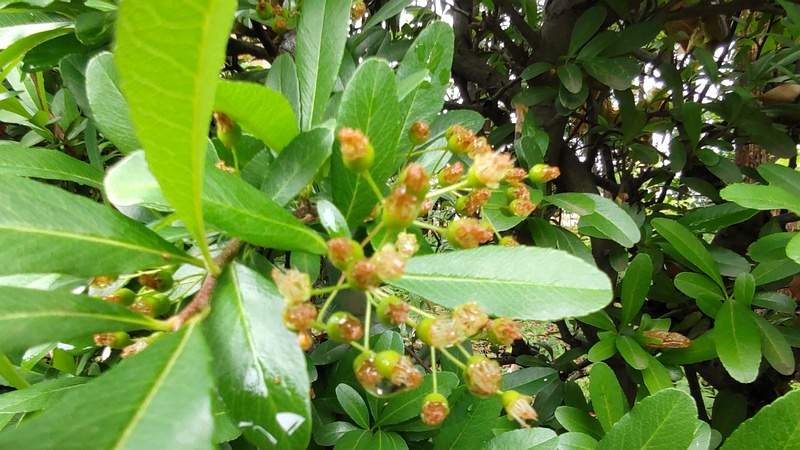 タチバナモドキの果実 東京都大田区平和島公園